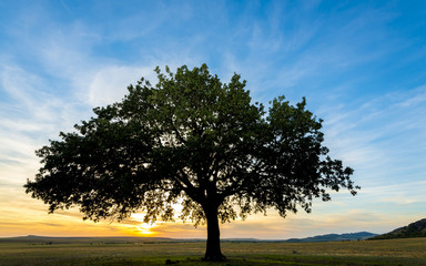tree on field