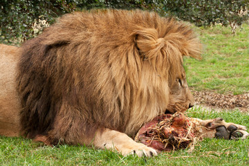 Lion gnawing on raw meat