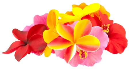 Papier Peint photo autocollant Frangipanier hibiscus et frangipanier