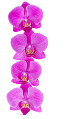 Fototapeta na wymiar kwiaty orchidei granicy