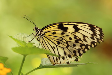 Schmetterling