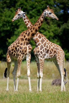 giraffes