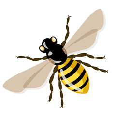 Vector honey bee, illustration