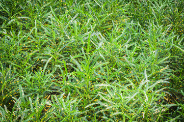 Fresh green leaf texture