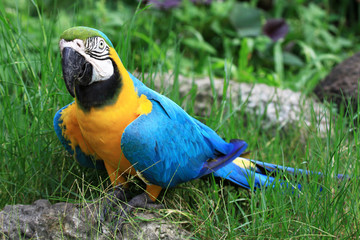 macaw parrots in nature
