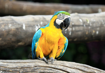 Close up macaw