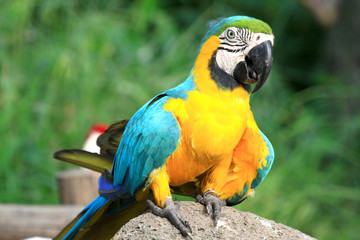 Close up macaw