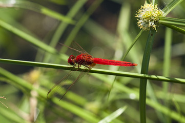 Dragonfly