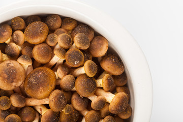 Ciotolina con Funghi Chiodini