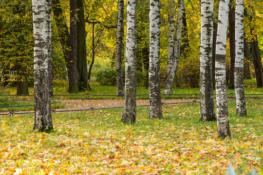 birch trees in the park with maple leaves
