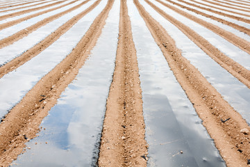 White asparagus field in Tudela