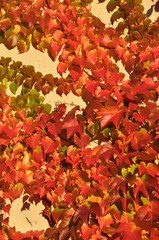 Discolored ivy on the facade of the house