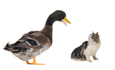 duck and  kitten