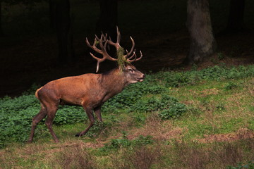 Rothirsch im Arnsberger Wald Sauerland NRW Deutschland