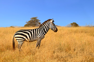 Zebra standing in Grass on Safari watching curiously - obrazy, fototapety, plakaty
