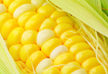 corn cobs