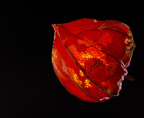 Chinese lantern