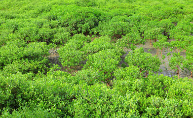 Fototapeta na wymiar Red Mangroves