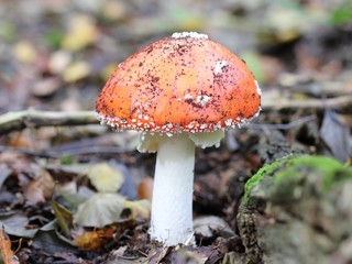 Fliegenpilz im Reinhardswald