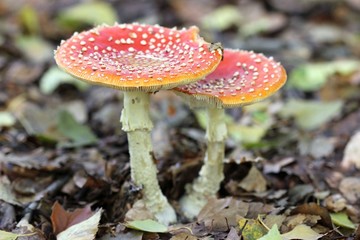Fliegenpilze nach dem Regen