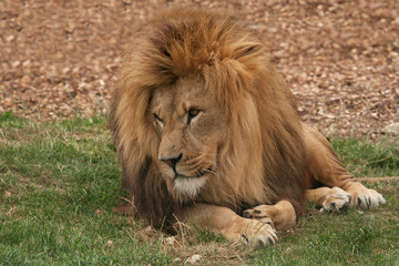 Plakat Wylegiwanie Lion