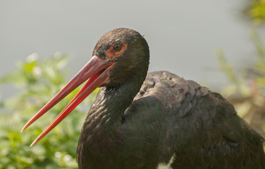 Black stork