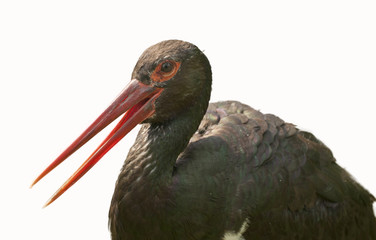 Black stork