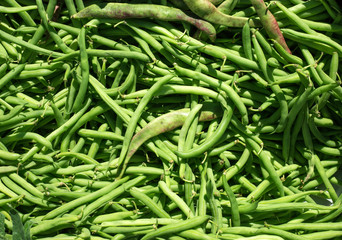 green beans in sunny outdoor in Mediterranean