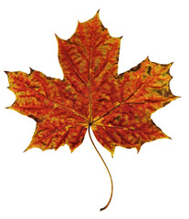 Autumn leaf orange-red