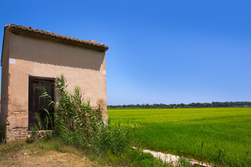 Fototapeta na wymiar Rice fields in Valencia with warehouse