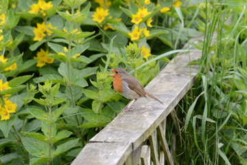 Robin on fence singing
