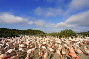 Vol au dessus des flamants roses