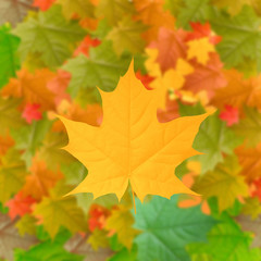 yellow autumn background