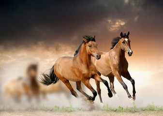 horses in sunset