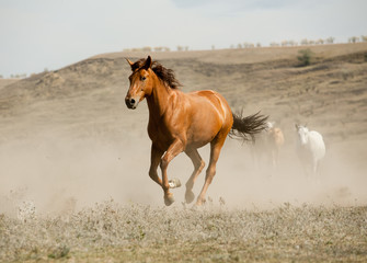 wild horse in dust