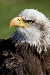 sea eagle portrait