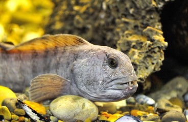 striped catfish