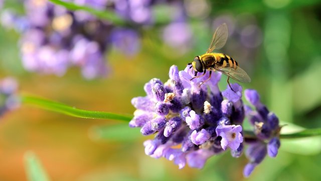 Hover fly on lavender