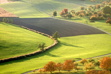 Obraz premium Schilfgürtel in Herbstlandschaft