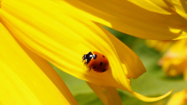 ladybug on sunflower macro
