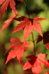 Beautiful, red japanese maple tree leaves