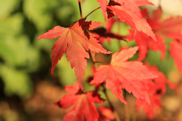 Beautiful, red japanese maple tree leaves