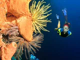 Fotobehang Duiken Diver underwater