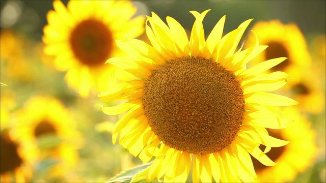 sunflowers, shallow depth of field 11