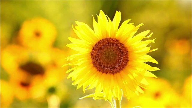 sunflowers, shallow depth of field 8