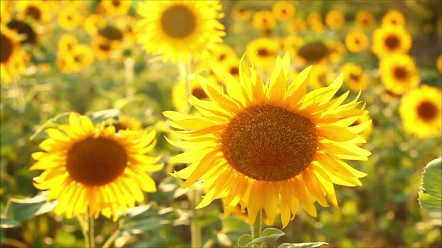 sunflowers, shallow depth of field 7