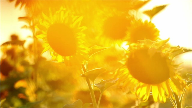 sunflowers, shallow depth of field 7