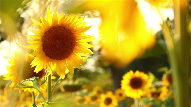 sunflowers, shallow depth of field 6