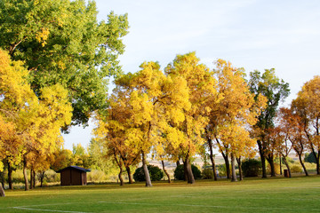 Naklejka premium Trees in fall colors
