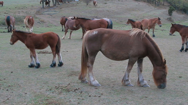 caballos 7
